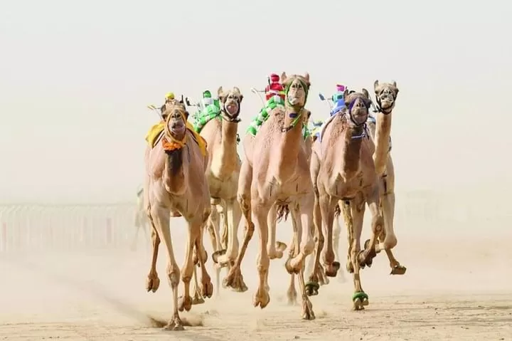 موعد انطلاق كأس العلا للهجن..4ايام