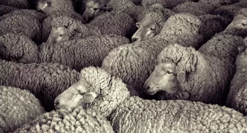 بطريقة مذهلة: مصر تنقذ ستون الف رأأس ماشية في قناة السويس