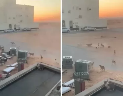 بالفيديو: كلاب ضالة تسيطر على حي سكني بالكامل في السعودية وتجبر السكان على البقاء في بيوتهم