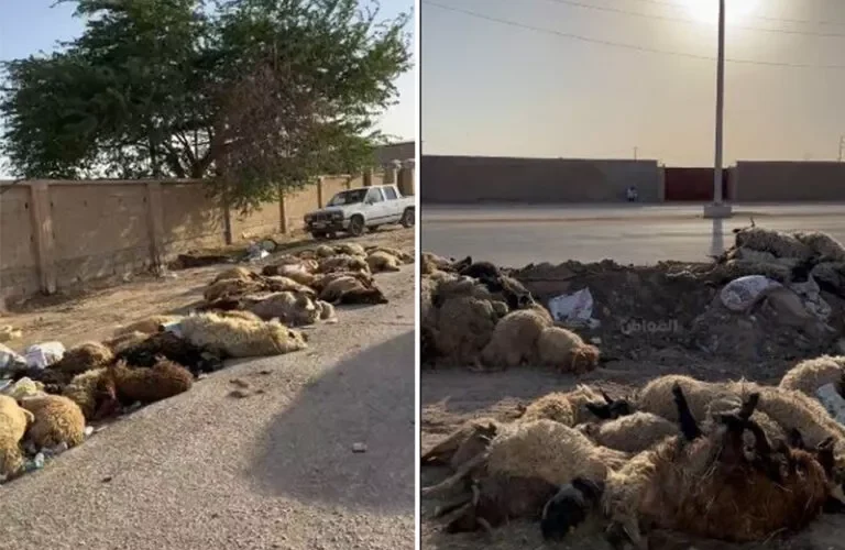 بالفيديو: فضيحة الخرفان المسممة في حفر الباطن تشعل السعودية وهنا القصة الكاملة