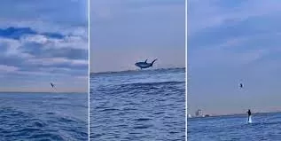 بالفيديو: أسماك القرش تغزو اشهر شواطئ السعودية