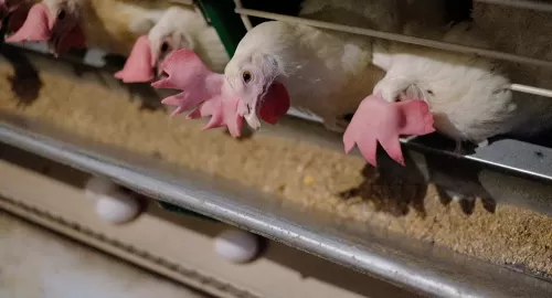 فرنسا تتخذ اجراء صادم ضد المسلمين وتمنعهم من هذه الأطعمة الحلال