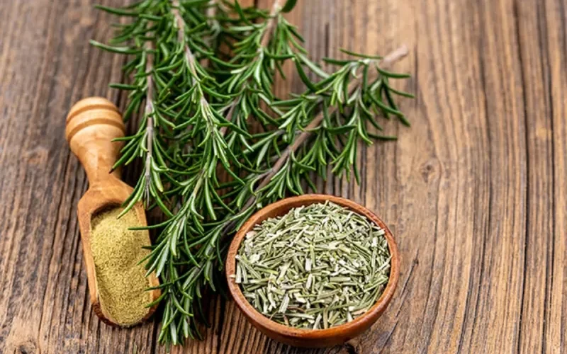 معجزة إكليل الجبل فوائد لا تقدر بثمن وهذه افضل وصفة تعطيك كل فوائده