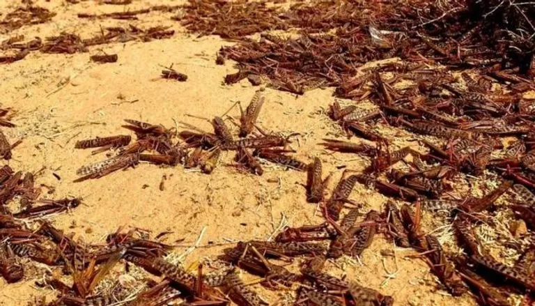 شاهد: اسراب ضخمة من الجراد تغزو السعودية 
..