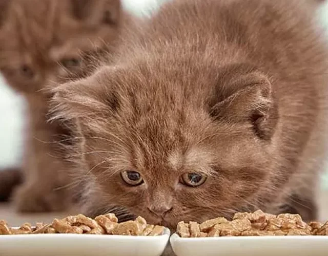 هذا هو الطعام المفضل لكل نوع من أنواع القطط