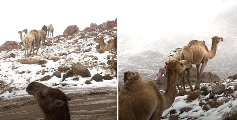 في منظر عجيب شاهد قطيع من الإبل وسط الثلوج في شمال السعودية