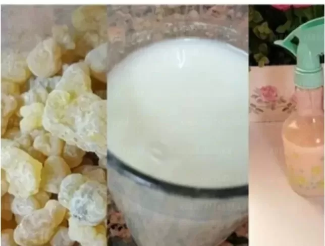 اللبان الذكر سحر حقيقي يعيد لك شبابك خلال دقائق اذا استخدمته بهذه الطريقة