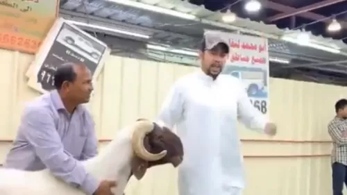بالفيديو: مزاد علني لبيع خروف بقيمة 200 ألف دولار بالكويت
