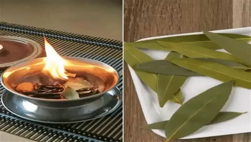 أسرار لا يعرفها الى الحكماء عن فوائد حرق ورق الغار في البيت وهذه السيدة جربتها وتشهد على ما شاهدته بنفسها !!