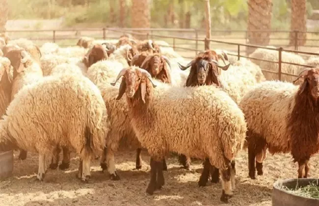 تحذير هام قبل شراء أضحية في السعودية من 4 امراض تظهر اثارها بوضوح على الخرفان قبل شراءها