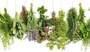 عشبة رخيصة الثمن فوائدها رهيبة لمرضى السكري وتحمي القلب من انسداد الشرايين وتنظف الكبد من السموم والنتيجة ستدهشك