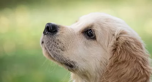 شاهد هذا الفيديو لحيوان مفترس تحول لراعي وأب لارانب فقدو والديهم