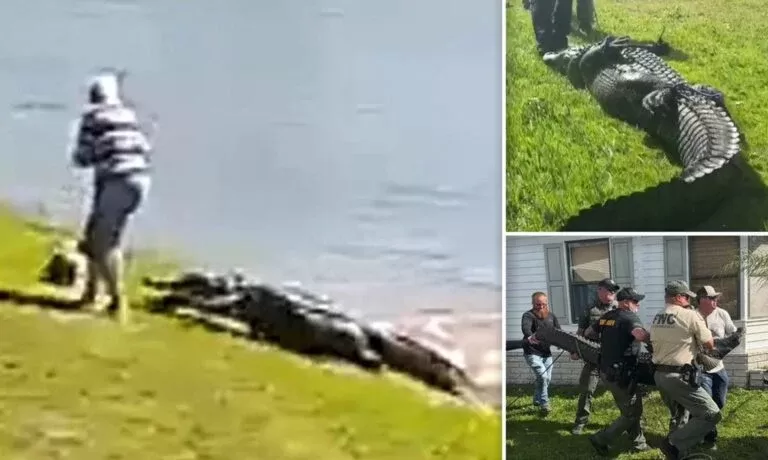 شاهد لقطات مرعبة لتمساح بطول 10 أقدام يسحب مسنة للبحيرة ويلتهمها