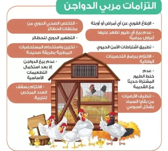 تعرف على التنظيم الجديد لاقامة حظائر الدواجن في السعودية