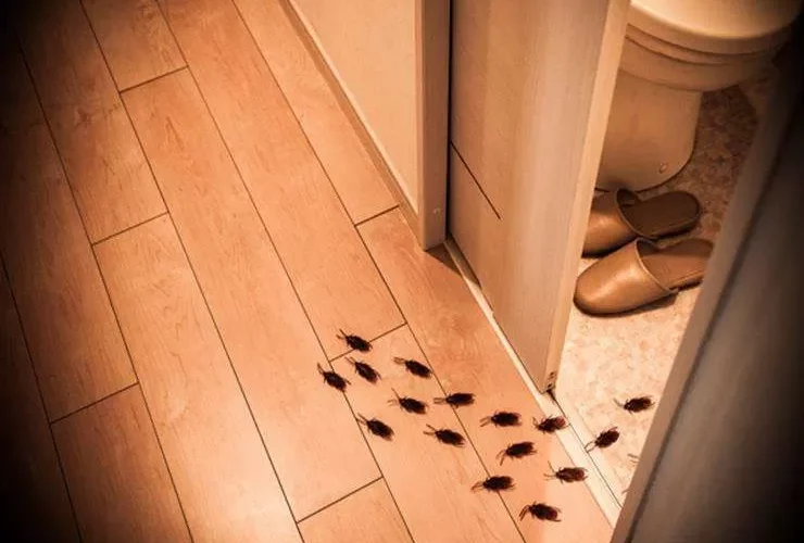 الحل النهائي لمنع الحشرات والصراصير من دخول بيتك