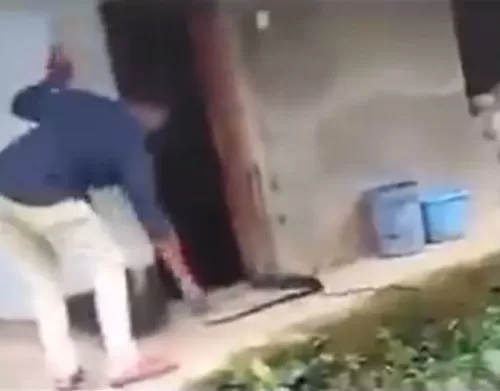شاهد صياد ثعابين حاول إخراج كوبرا هربت إلى داخل المنزل.. وعندما سحبها من ذيلها حدثت المفاجأة المرعبة