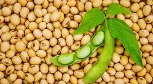 نعمة من الله عشبة جبارة للرجال تحميهم من اكثر مرض يفتك بهم وتعيد لهم فحولتهم