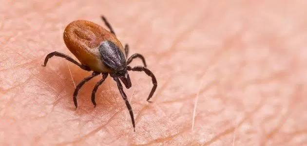 عـــاجل.. ضهور فيروس خطير ونادر ليس له علاج يصيب الدماغ تسبب في وفاة الكثير