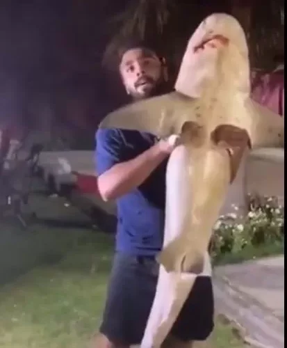 بأدوات بدائية شاب سعودي يصطاد قرش ضخم ..فيديو