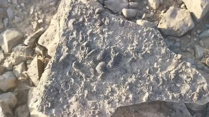 مواطن سعودي يعثر على «كنز ثمين» في منطقة جازان .. يعود عمره لملايين السنين