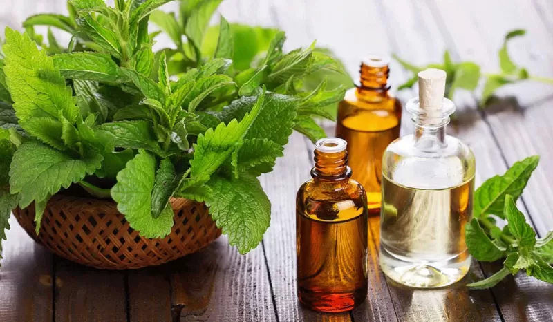 ما هي فوائد خلطة القرنفل والنعناع وما هو افضل وقت لها وما هي طريقة تحضير خلطة النعناع والقرنفل ؟