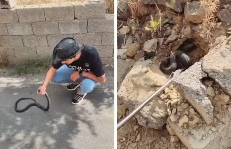 فيديو مرعب لأفعى كوبرا ضخمة تسيطر على قرية سعودية في الباحة لكن شاب استطاع تركيعها والسيطرة عليها بطريقة مذهلة