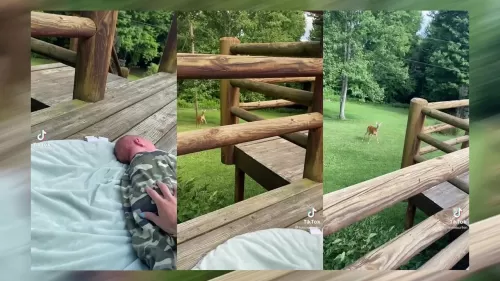 فيديو لا يصدق.. شاهد ما فعلته غزالة عندما سمعت بكاء طفل رضيع