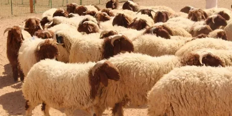 تحذير عاجل في السعودية من هذا النوع من الاضاحي التي تحمل سموم عالية في لحومها وهكذا يمكنك التعرف عليها من شكلها