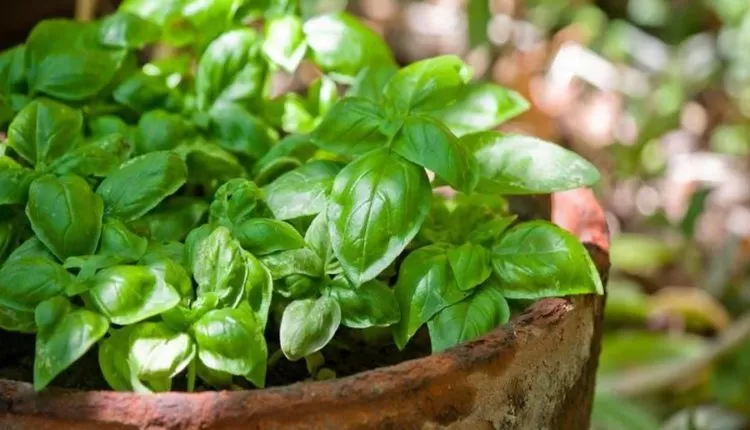 عشبة رخيصة الثمن تستخدم في صناعة العطور لها مفعول خارق على صحة القلب والتهاب المفاصل