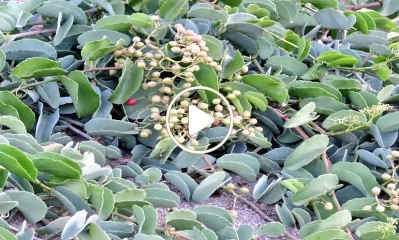 من يزرع هذه الشجرة النادرة في السعودية سيحصل على ثروة ضخمة تغير حياته