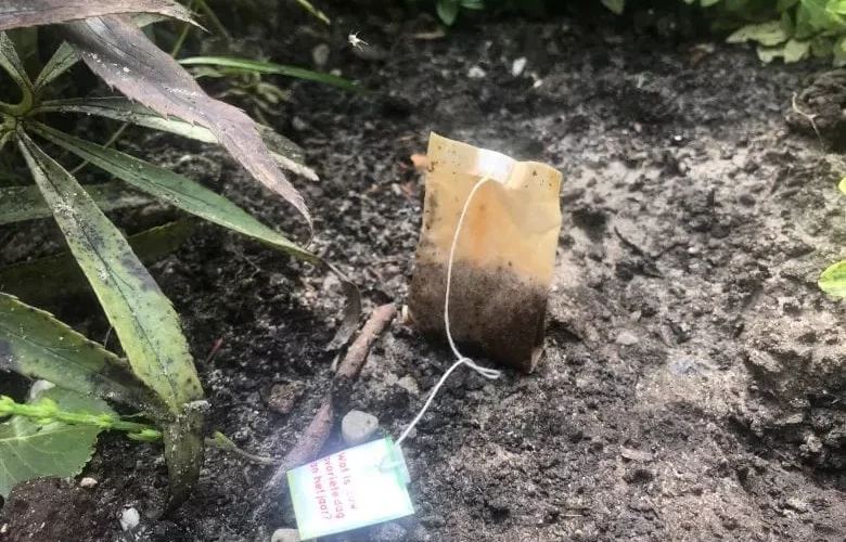 قم بدفن أكياس الشاي المستعملة في حديقتك وما يمكن أن يحدث ستقرر بعده انك لن ترمي أبدًا أكياس الشاي المستعملة مرة أخرى!