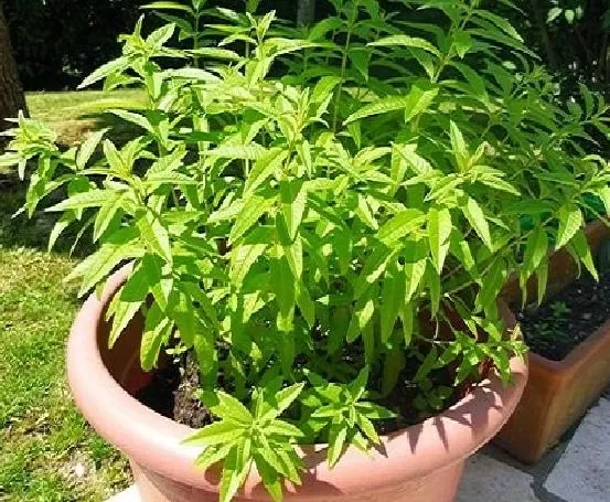 معجزة ربانية ستغير حياتك مع هذه العشبة بفوائدها الجبارة للتخلص من عسر الهضم والغثيان ومشاكل القولون