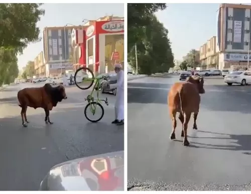 بالفيديو: ثور ضال في شوارع جدة يثير الرعب بعد أن هاجم الناس في الشوارع