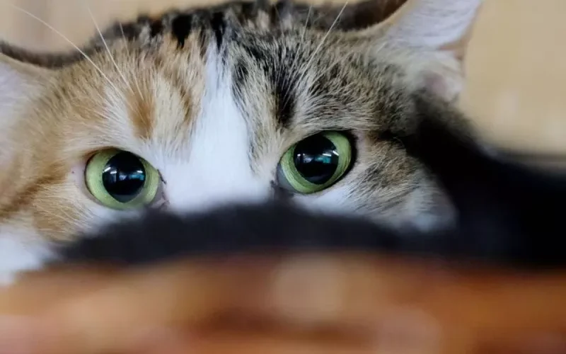 شاهد: شاب كويتي يسمع صوت قط داخل شاليه وبعد مرور أسبوع يعثر عليه في مكان لا يخطر على البال