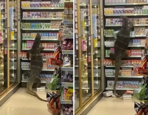 فيديو مرعب لسحلية بطول مترين تقتحم بقالة