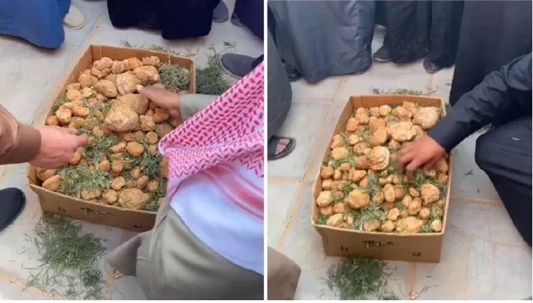 شاهد..مزاد علني للفقع بسعركبير بالسعودية