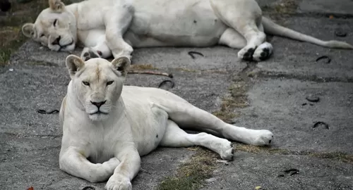 فيديو من اغرب حديقة حيوانات في العالم تحبس البشر وتطلق الحيوانات