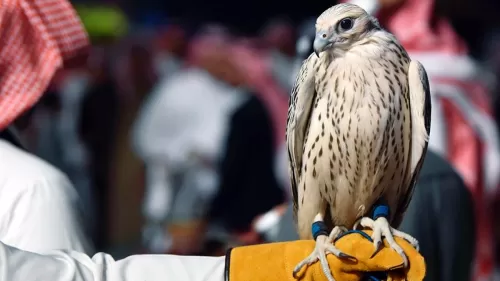 بيع صقر في السعودية بهذا المبلغ الخرافي