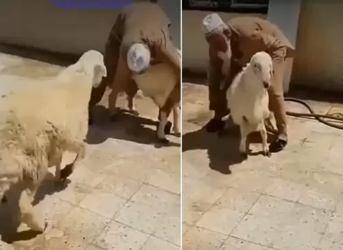 شاهد: باكستاني يمسك خروفًا لذبحة.. فكانت المفاجأة من الخروف الثاني!