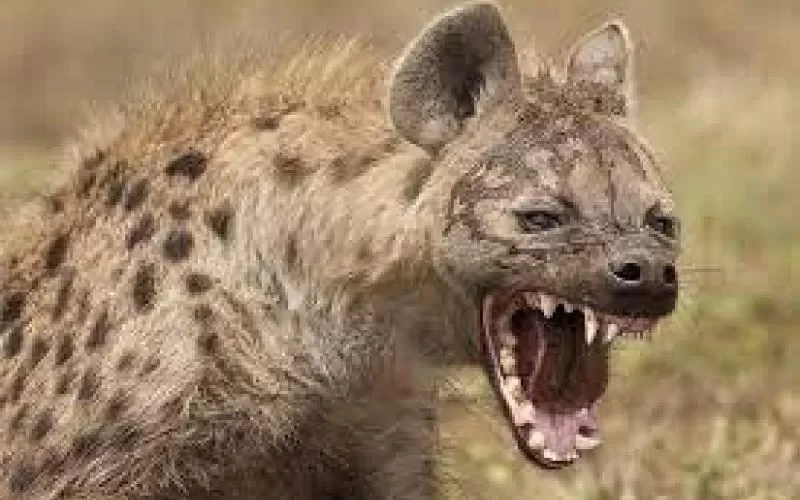 شاب يمني يصطاد ”ضبع مفترس” ويداعبه في حوش منزله كأنه أحد أفراد أسرته! (صور)