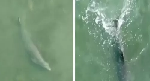 بدلاً من السباحة والتعب: شاهد.. ماذا تفعل الدلافين لاصطياد فريستها بسهولة؟