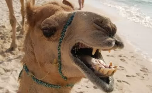 جمل حاقد ينهي حياة شاب بضربة واحدة بسبب ما كان يقوم به امامه