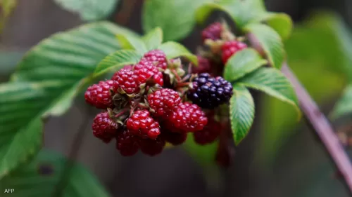 دراسة تكشف عن أغذية فعالة ضد “القاتل الصامت” بمساعدة بكتيريا الأمعاء