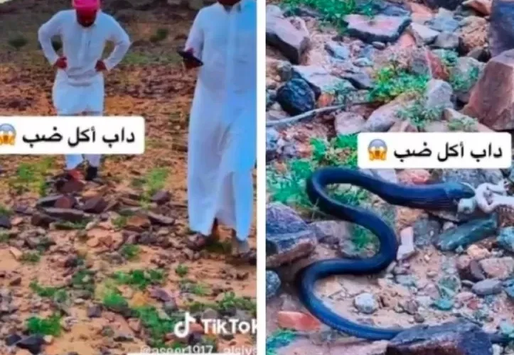 بالفيديو: ثعبان اسود يرتكب مجزرة بشباب في الـبر في السعودية
