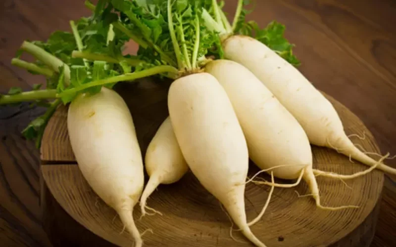 الفجل علاج عرفه اجدادنا لأنه يحمي من اخطر امراض الرجولة