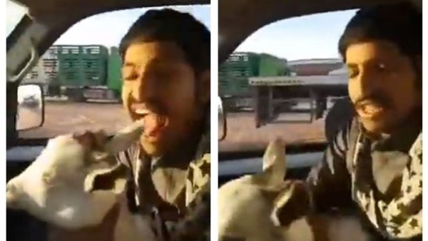 شاهد مقطع غريب لشاب يأكل أذن معزة يثير الجدل