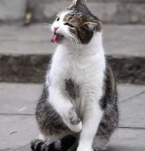 القط لاري..الموظف الأكثر وفاء في بريطانيا