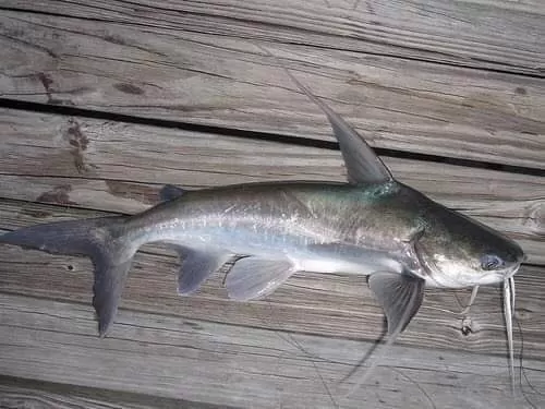 تحذير خطير حول الاسماك في عدن