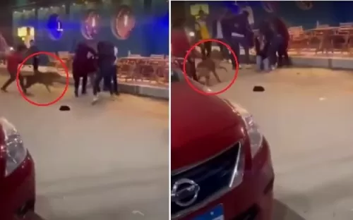 فيديو مروع لتحرش جماعي بايدي على فتاتين في مصر حتى وقعن ضحايا للمتحرشين الذين فعلو بهن ما لا يصدقه عقل