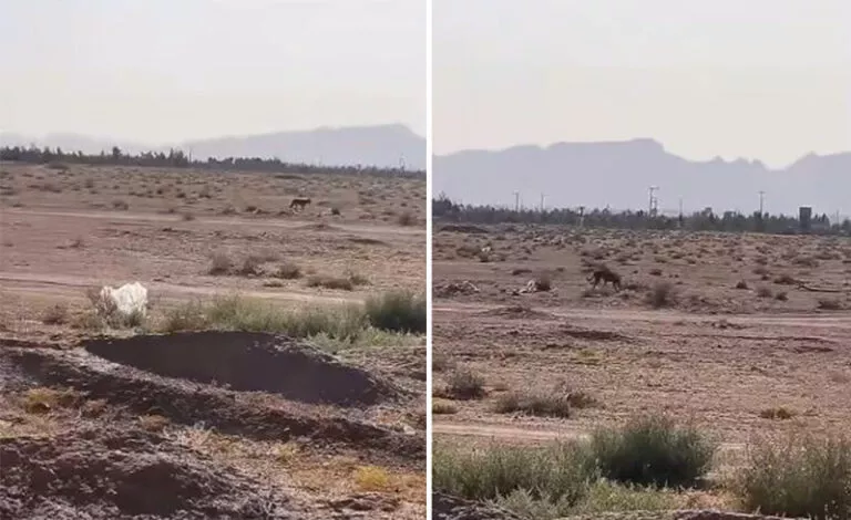 شاهد: حيوان مفترس يسيطر على مدينة سعودية دون أن يجرؤ احد على مقاومته